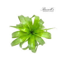 Load image into Gallery viewer, Air Plant