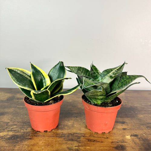 Sansevieria 'Hahnii' Snake Plant