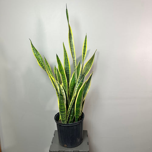 Sansevieria 'Lauren' Snake Plant