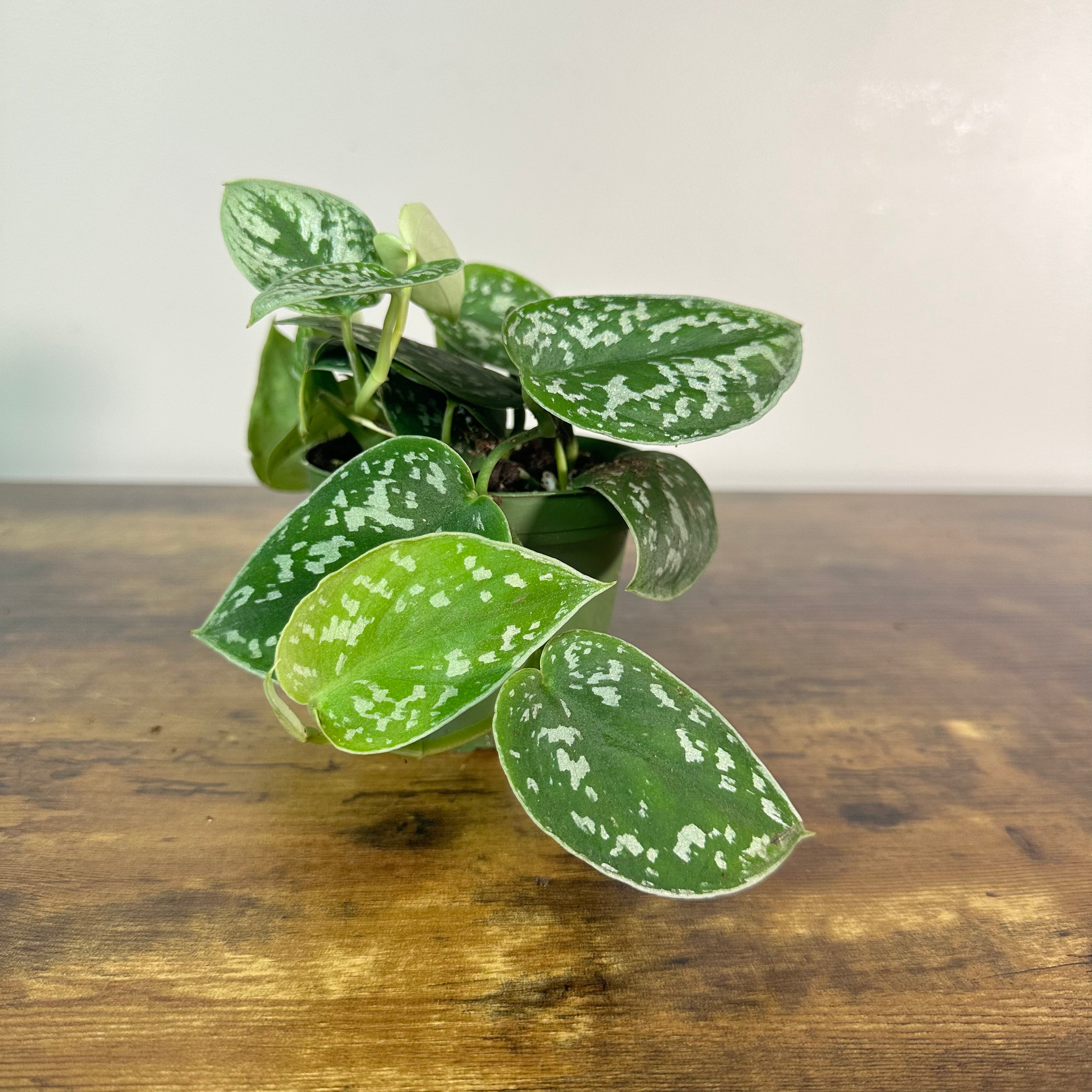 pothos sterling silver Scindapsus 'Sterling'