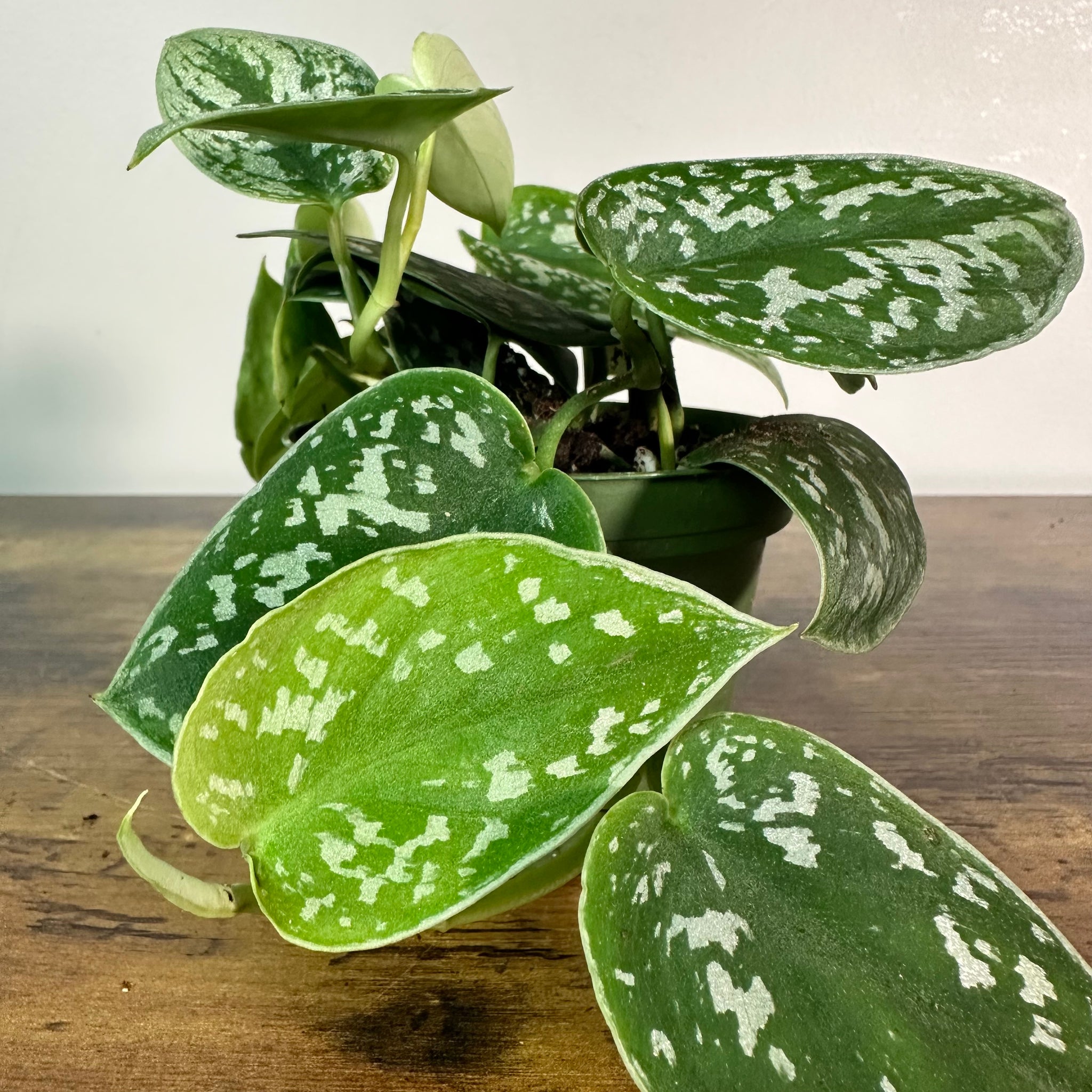 satin pothos sterling Scindapsus 'Sterling'