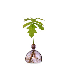 Load image into Gallery viewer, Glass acorn-shaped vase with oak seedling sprouting from brown acorn top, roots visible in water