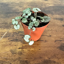 Load image into Gallery viewer, Ceropegia &#39;Silver Glory String of Hearts&#39;