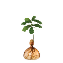 Load image into Gallery viewer, Amber glass acorn-shaped vase with oak sapling and visible root system against white background