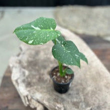 Load image into Gallery viewer, Monstera 'Thai Constellation'