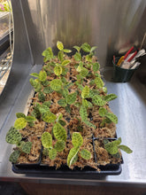 Load image into Gallery viewer, Multiple Macodes Petola Green Jewel Orchids in black pots with distinctive veined foliage