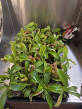 Load image into Gallery viewer, Multiple carnivorous pitcher plants with green leaves and reddish pitcher traps in black nursery pots