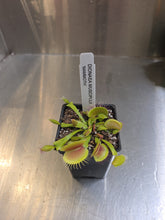 Load image into Gallery viewer, Dionaea muscipula Venus flytrap carnivorous plant in black pot with identification label