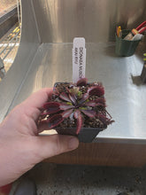 Load image into Gallery viewer, Hand holding potted Dionaea muscipula carnivorous plant with red-tinged Venus flytraps in black container