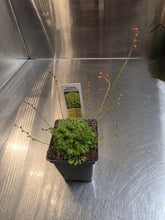 Load image into Gallery viewer, Drosera spatulata carnivorous sundew plant in black pot with identification label and flower stalks