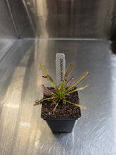 Load image into Gallery viewer, Drosera capensis sundew carnivorous plant in black pot with sticky tentacle leaves
