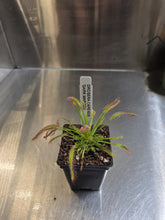 Load image into Gallery viewer, Drosera capensis carnivorous sundew plant in black pot with identification label