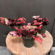 Load image into Gallery viewer, Rex Begonia 'Ruby Slippers'