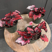 Load image into Gallery viewer, Rex Begonia 'Ruby Slippers'