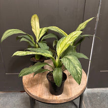 Load image into Gallery viewer, Spathiphyllum 'Sensation' Variegated Peace Lily