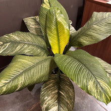 Load image into Gallery viewer, Spathiphyllum 'Sensation' Variegated Peace Lily