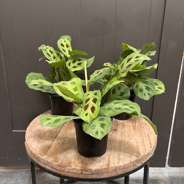 Maranta 'Green' Prayer Plant