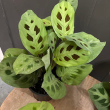 Load image into Gallery viewer, Maranta Green Prayer Plant with distinctive dark green spotted leaves in black pot