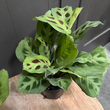 Load image into Gallery viewer, Maranta Green Prayer Plant with distinctive green leaves featuring natural holes in black pot