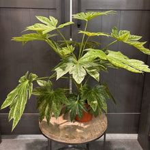 Load image into Gallery viewer, Fatsia plant with large glossy green palmate leaves in terracotta pot on wooden stand