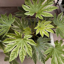 Load image into Gallery viewer, Fatsia japonica plant with large glossy green palmate leaves in nursery pot