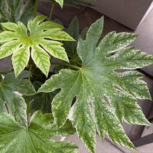 Load image into Gallery viewer, Fatsia japonica plant with large glossy palmate leaves featuring distinctive white speckled variegation