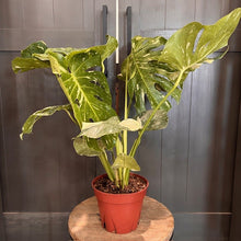 Load image into Gallery viewer, Monstera Thai Constellation plant with variegated yellow-green leaves in terracotta pot on wooden stand