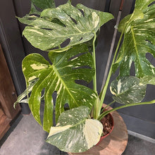 Load image into Gallery viewer, Monstera Thai Constellation plant with variegated green and cream leaves in brown pot