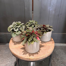 Load image into Gallery viewer, Three potted Peperomia plants with variegated foliage in white ceramic containers on wooden table