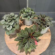 Load image into Gallery viewer, Four potted Peperomia plants with variegated green and silver leaves arranged on wooden surface