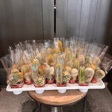 Load image into Gallery viewer, Assorted small cacti in terracotta pots wrapped in clear plastic bags on white tray
