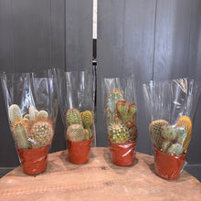 Load image into Gallery viewer, Four assorted cactus plants in red terracotta pots wrapped in clear protective cellophane