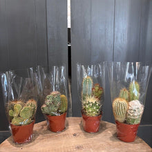 Load image into Gallery viewer, Four assorted potted cacti in terracotta pots wrapped in clear plastic bags