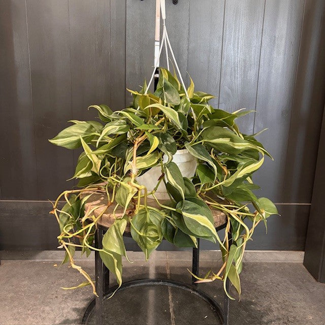 Philodendron 'Silver Stripe' or 'Rio' Vines – Wasson Nursery