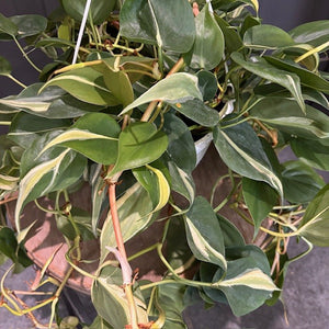 Philodendron 'Silver Stripe' or 'Rio' Vines – Wasson Nursery