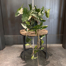 Load image into Gallery viewer, Syngonium Albo tropical houseplant with variegated green and white leaves on wooden plant stand