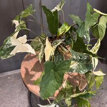 Load image into Gallery viewer, Syngonium Albo variegated houseplant with green and white patterned leaves in terracotta pot