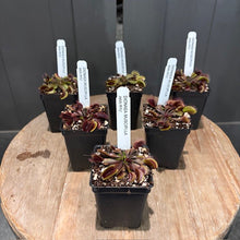 Load image into Gallery viewer, Six potted carnivorous plants with red-burgundy foliage and white identification labels in black containers