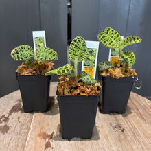 Load image into Gallery viewer, Three potted Macodes Petola jewel orchids with distinctive green veined leaves in black containers