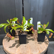 Load image into Gallery viewer, Three small carnivorous pitcher plants in black pots with identification tags on wooden surface