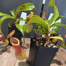 Load image into Gallery viewer, Young Nepenthes carnivorous pitcher plant with green leaves and developing red pitchers in black pot