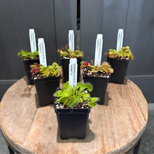 Load image into Gallery viewer, Six potted carnivorous Venus flytrap plants with identification labels on wooden display surface