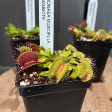 Load image into Gallery viewer, Dionaea muscipula Venus flytrap carnivorous plants in black nursery pots with identification labels