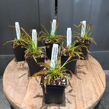 Load image into Gallery viewer, Six potted carnivorous sundew plants with red-tipped tentacles in black containers on wooden display