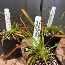 Load image into Gallery viewer, Drosera carnivorous sundew plants in pots with identification labels showing red-tipped tentacles