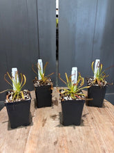 Load image into Gallery viewer, Four carnivorous plants in black pots with identification tags on wooden surface