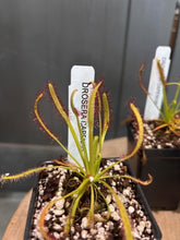 Load image into Gallery viewer, Drosera capensis carnivorous sundew plant in pot with red-tipped tentacles and white plant label
