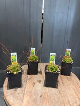Load image into Gallery viewer, Four carnivorous plants in black pots with identification tags on wooden surface
