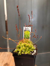 Load image into Gallery viewer, Small carnivorous plant in black pot with green moss and red flower spikes