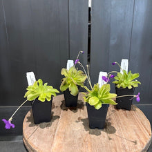 Load image into Gallery viewer, Four Pinguicula butterwort carnivorous plants in black pots displaying bright green rosettes and purple flowers